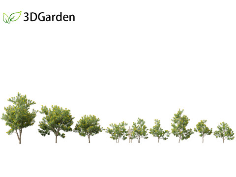 Xanthostemon chrysanthus - Golden Penda Modello 3D