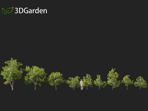 Xanthostemon chrysanthus - Golden Penda Modello 3D