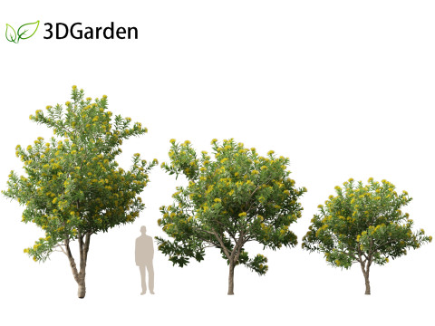 Xanthostemon chrysanthus - Golden Penda Modello 3D