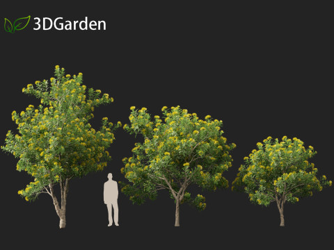 Xanthostemon chrysanthus - Golden Penda Modello 3D