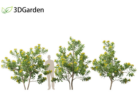 Xanthostemon chrysanthus - Golden Penda Modello 3D