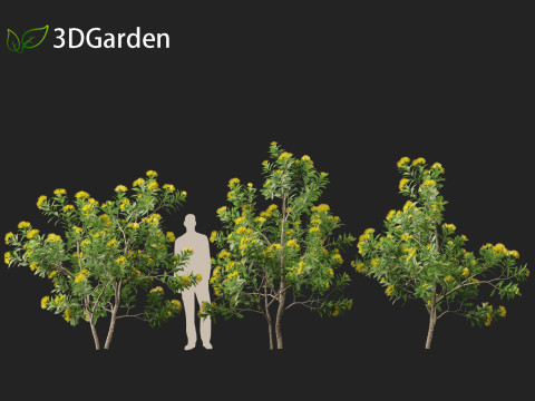 Xanthostemon chrysanthus - Golden Penda Modello 3D