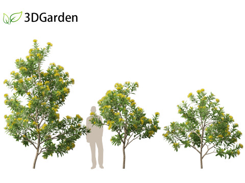 Xanthostemon chrysanthus - Golden Penda Modello 3D