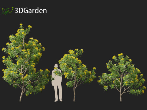 Xanthostemon chrysanthus - Golden Penda Modello 3D
