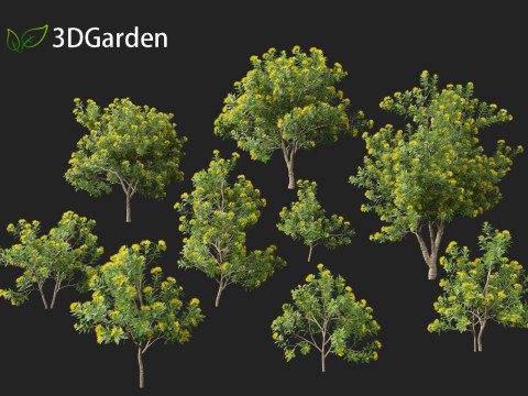 Xanthostemon chrysanthus - Golden Penda Modello 3D