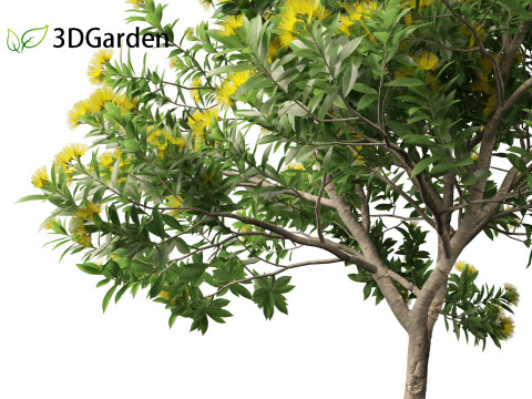 Xanthostemon chrysanthus - Golden Penda Modello 3D