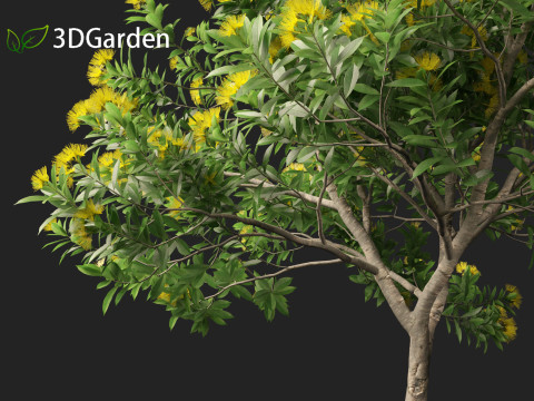 Xanthostemon chrysanthus - Golden Penda Modello 3D
