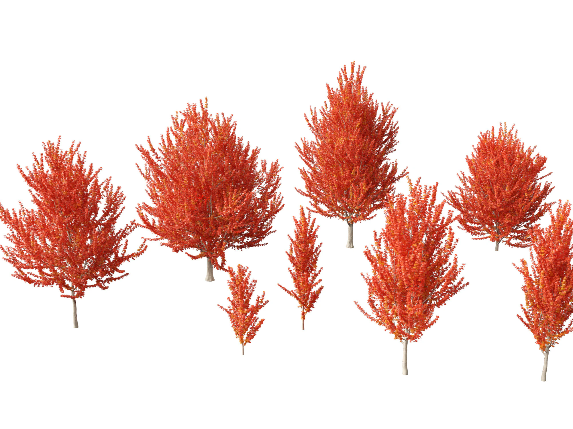 Acer x freemanii - Freeman maple 01 3D Model .c4d .max .obj .3ds .fbx .stl .blend 