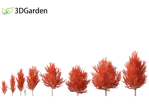 Acer x freemanii - Freeman maple 01 3D Model