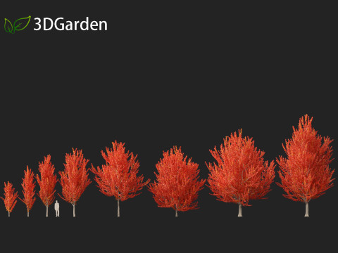 Acer x freemanii - Freeman maple 01 3D Model