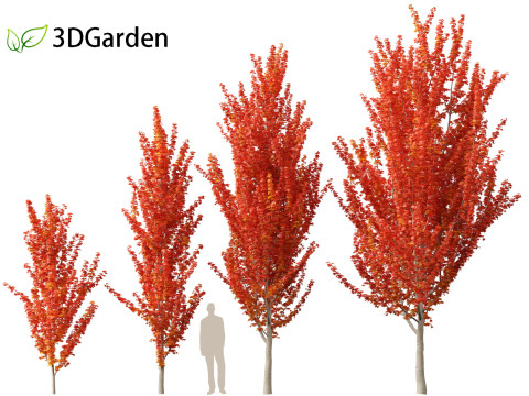 Acer x freemanii - Freeman maple 01 3D Model
