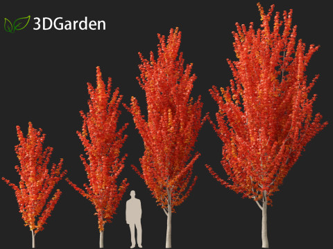 Acer x freemanii - Freeman maple 01 3D Model