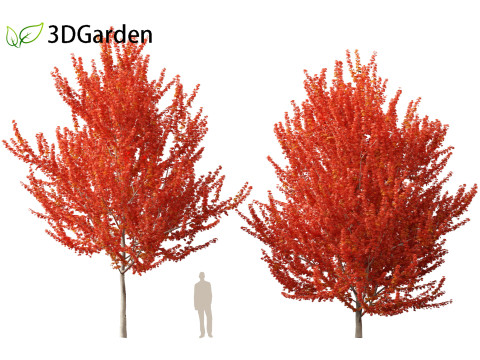 Acer x freemanii - Freeman maple 01 3D Model