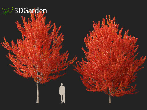 Acer x freemanii - Freeman maple 01 3D Model