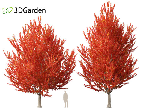 Acer x freemanii - Freeman maple 01 3D Model