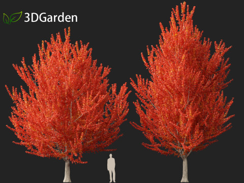 Acer x freemanii - Freeman maple 01 3D Model