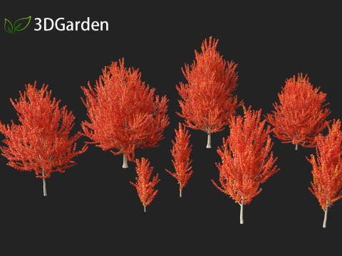 Acer x freemanii - Freeman maple 01 3D Model