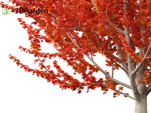 Acer x freemanii - Freeman maple 01 3D Model