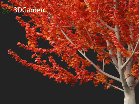 Acer x freemanii - Freeman maple 01 3D Model