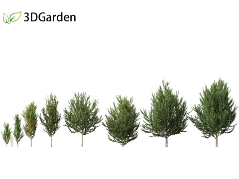 Acer x freemanii - Freeman maple 02 3D Model