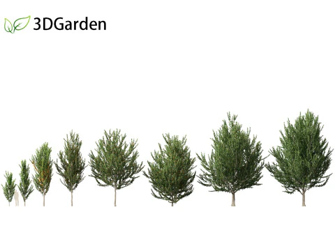 Acer x freemanii - Freeman maple 02 3D Model