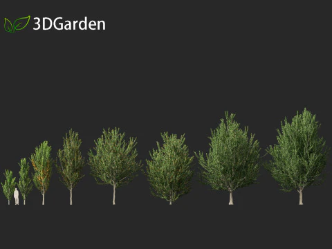 Acer x freemanii - Freeman maple 02 3D Model