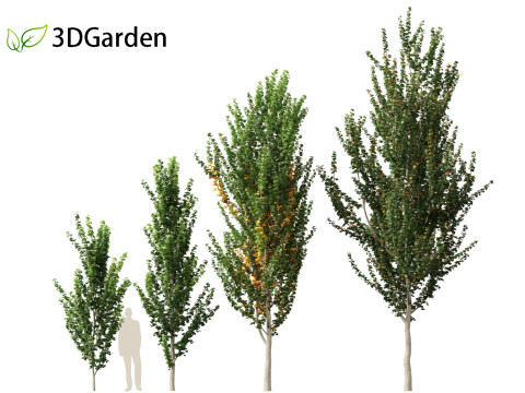 Acer x freemanii - Freeman maple 02 3D Model