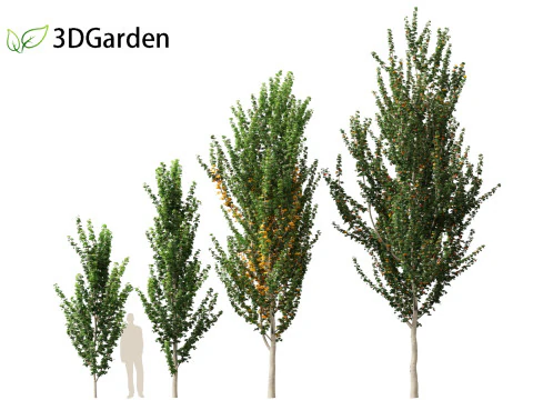 Acer x freemanii - Freeman maple 02 3D Model