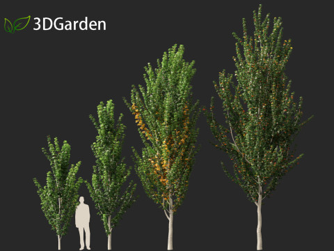 Acer x freemanii - Freeman maple 02 3D Model