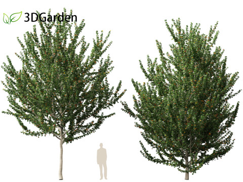 Acer x freemanii - Freeman maple 02 3D Model