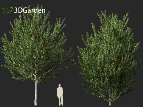 Acer x freemanii - Freeman maple 02 3D Model