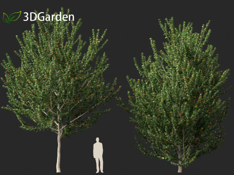 Acer x freemanii - Freeman maple 02 3D Model