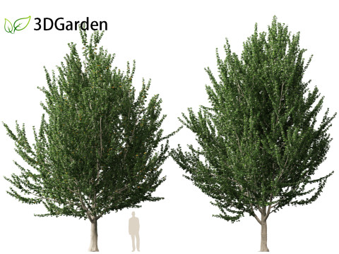 Acer x freemanii - Freeman maple 02 3D Model