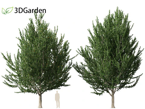 Acer x freemanii - Freeman maple 02 3D Model