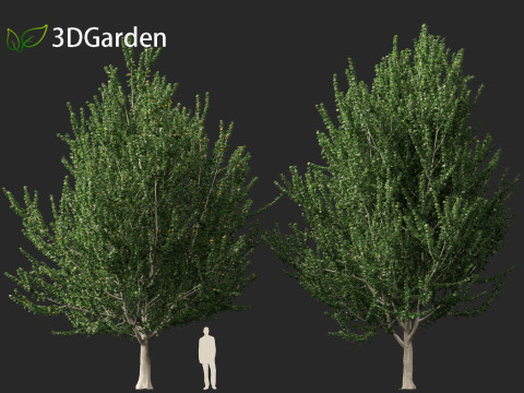 Acer x freemanii - Freeman maple 02 3D Model