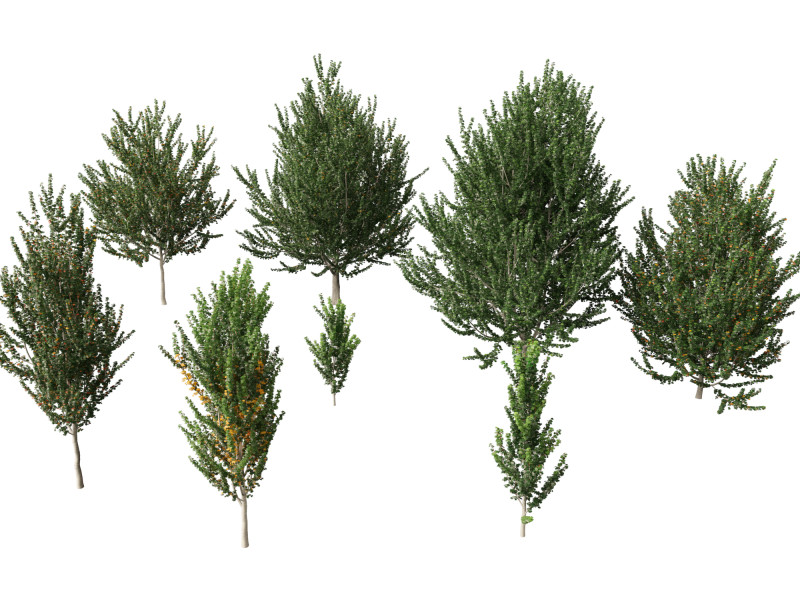 Acer x freemanii - Freeman maple 02 3D Model .c4d .max .obj .3ds .fbx .stl .blend 