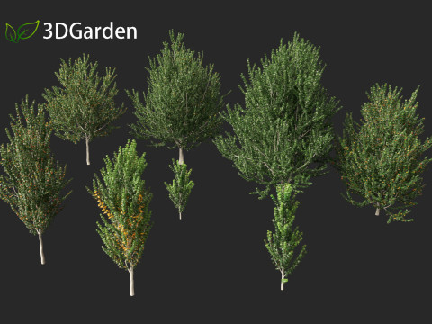 Acer x freemanii - Freeman maple 02 3D Model