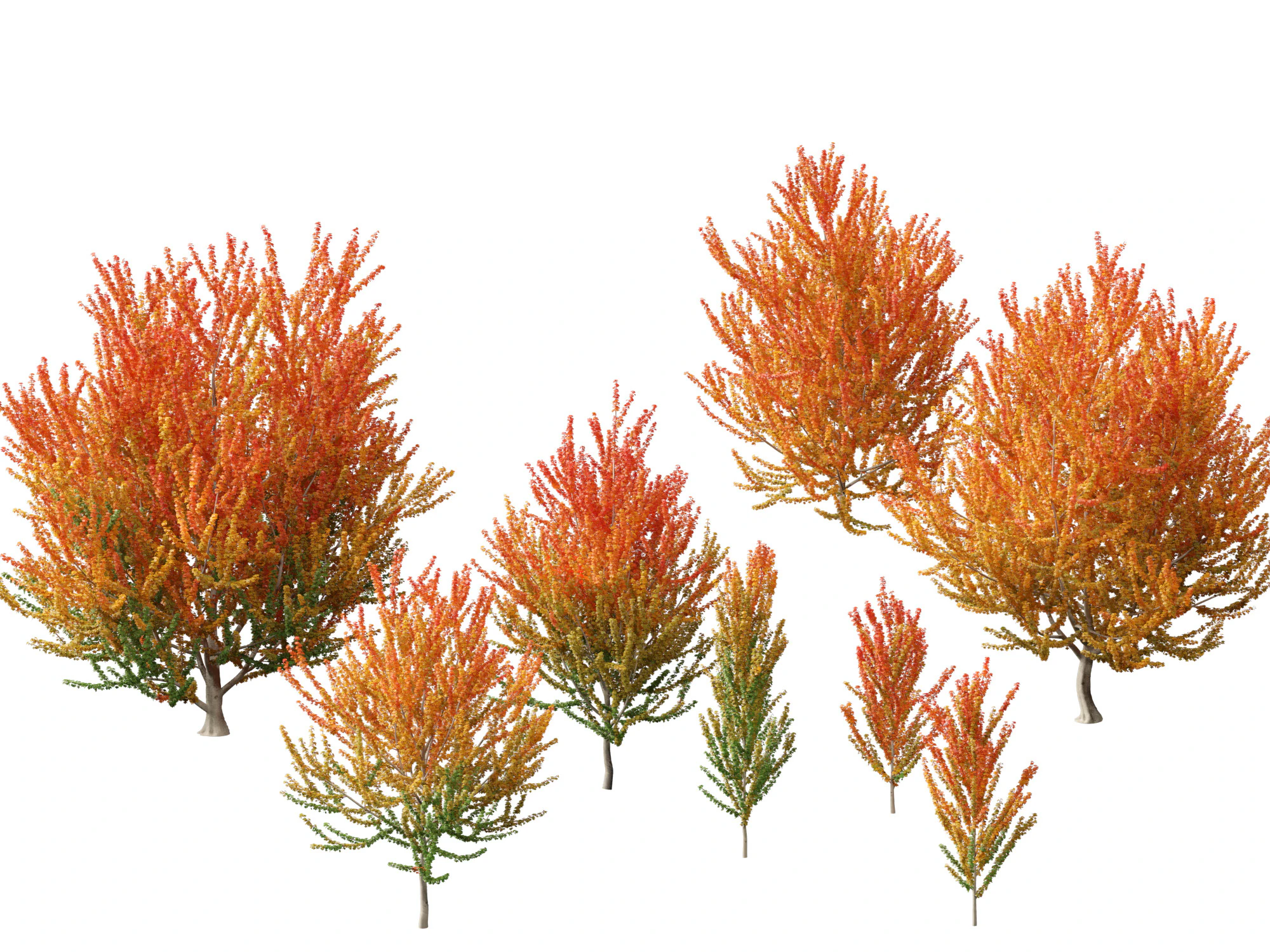 Acer x freemanii Scarsen SCARLET SENTINEL - Freeman maple 3D Model .c4d .max .obj .3ds .fbx .stl .blend 