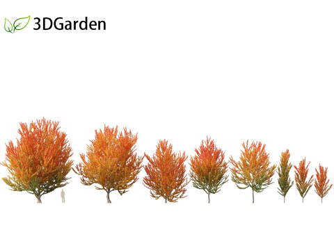 Acer x freemanii Scarsen SCARLET SENTINEL - Freeman maple Modelo 3D