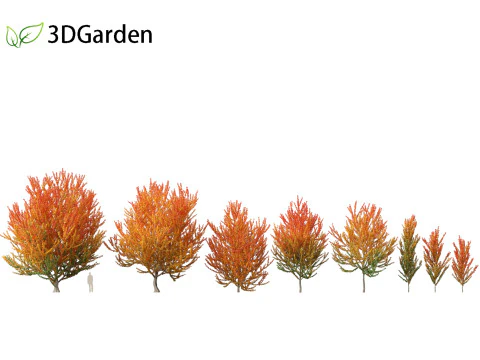 Acer x freemanii Scarsen SCARLET SENTINEL - Freeman maple 3D Model