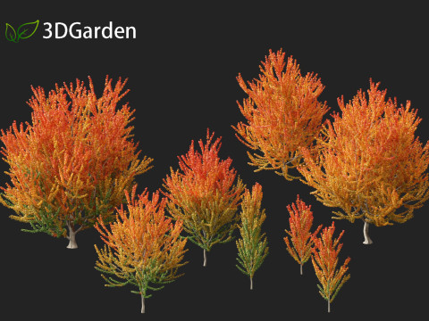 Acer x freemanii Scarsen SCARLET SENTINEL - Freeman maple Modelo 3D