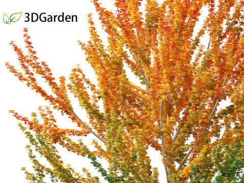 Acer x freemanii Scarsen SCARLET SENTINEL - Freeman maple Modelo 3D