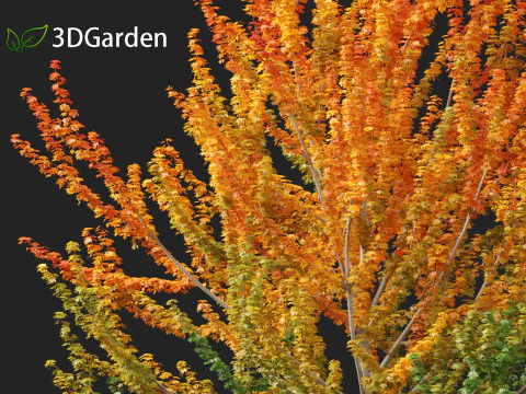 Acer x freemanii Scarsen SCARLET SENTINEL - Freeman maple 3D Model