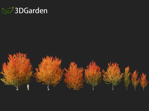 Acer x freemanii Scarsen SCARLET SENTINEL - Freeman maple Modelo 3D