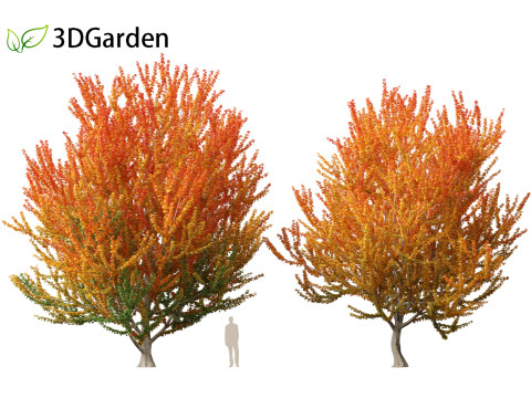 Acer x freemanii Scarsen SCARLET SENTINEL - Freeman maple Modelo 3D