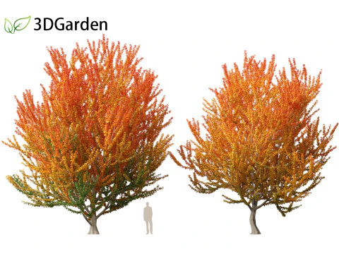 Acer x freemanii Scarsen SCARLET SENTINEL - Freeman maple 3D Model