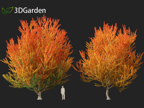Acer x freemanii Scarsen SCARLET SENTINEL - Freeman maple Modelo 3D