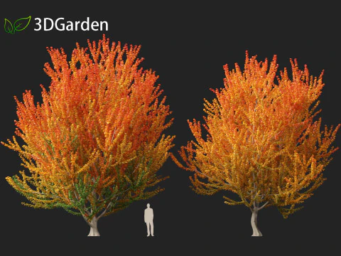 Acer x freemanii Scarsen SCARLET SENTINEL - Freeman maple 3D Model