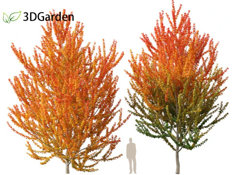 Acer x freemanii Scarsen SCARLET SENTINEL - Freeman maple 3D Model
