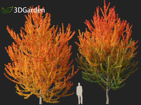 Acer x freemanii Scarsen SCARLET SENTINEL - Freeman maple 3D Model